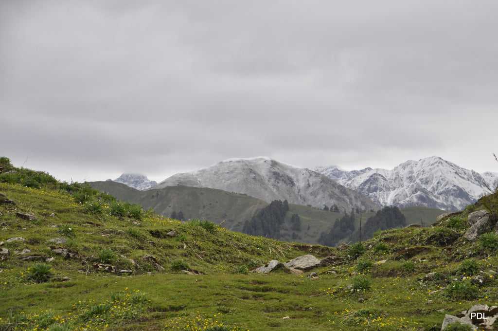 Dayara Bugyal Trek 14