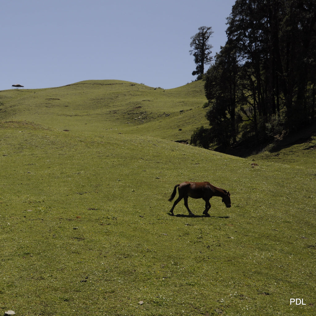 Dayara Bugyal Trek 8
