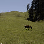 Dayara Bugyal Trek 8
